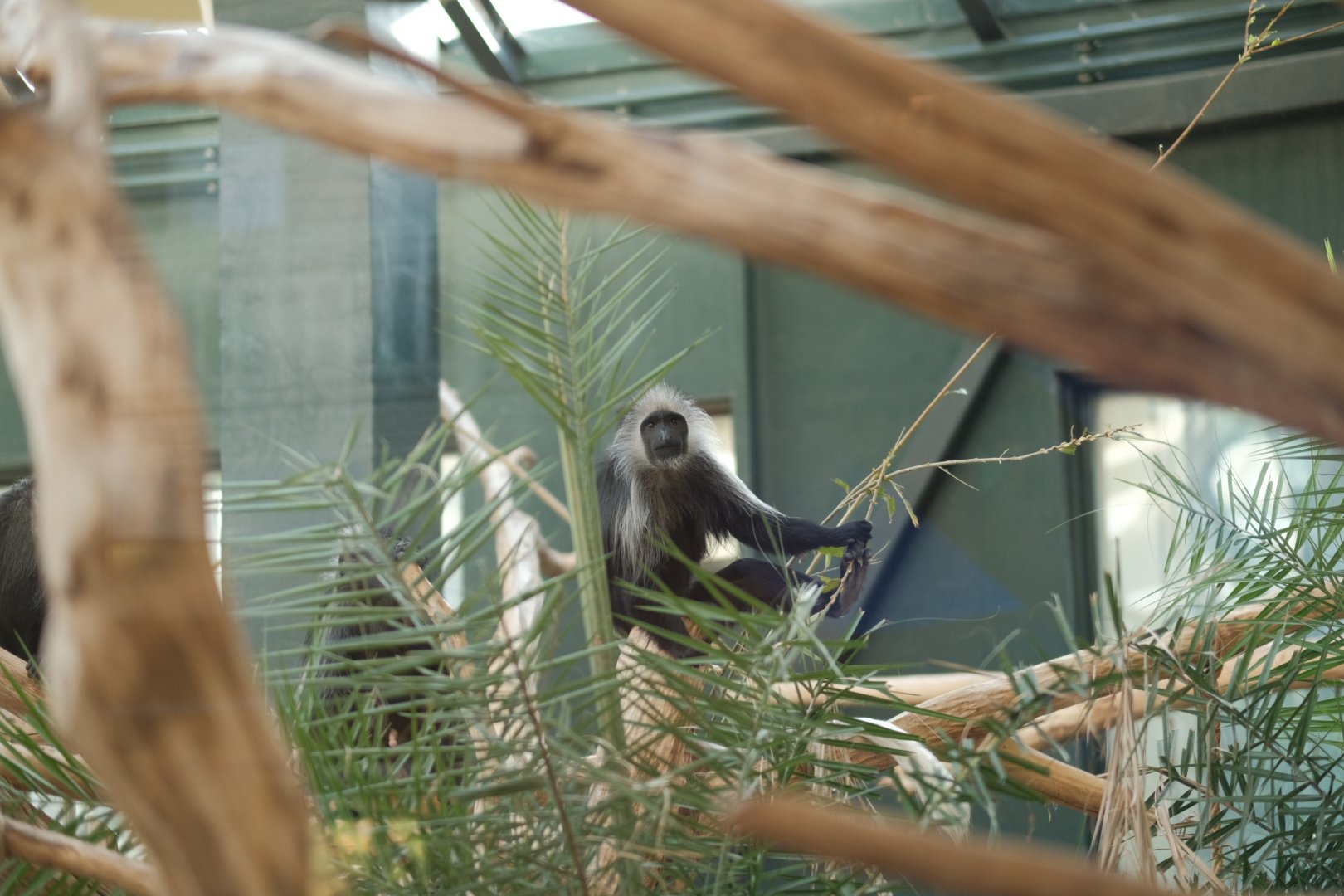 Western Black-and-white Colobus (Colobus polykomos)