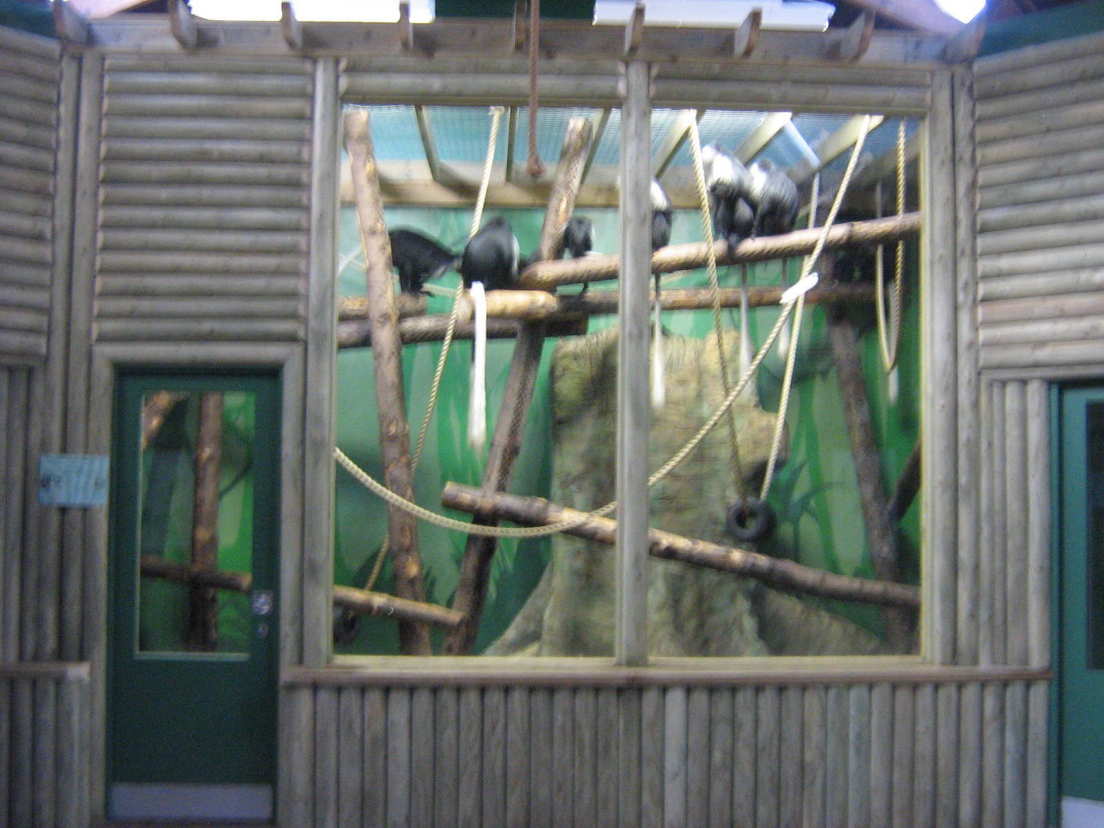 Western Black And White Colobus Enclosure.