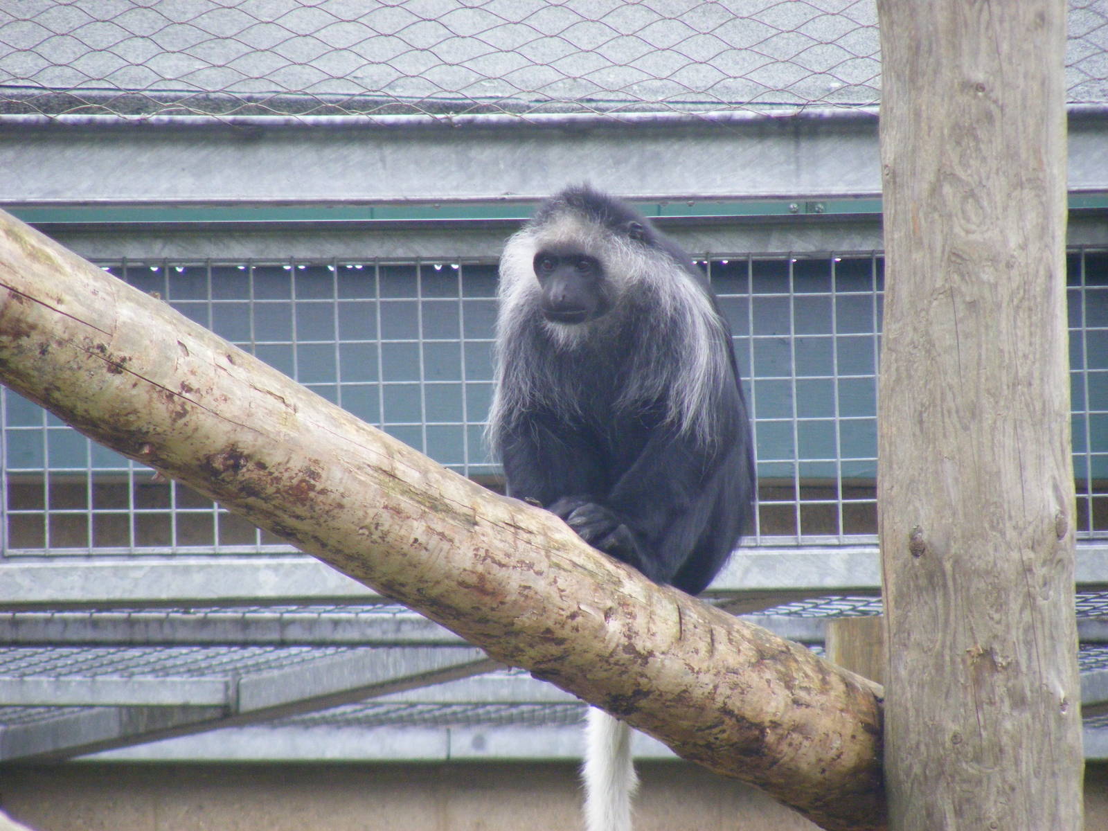 Western black and white colobus monkey at Marwell Wildlife, 22 August 2010