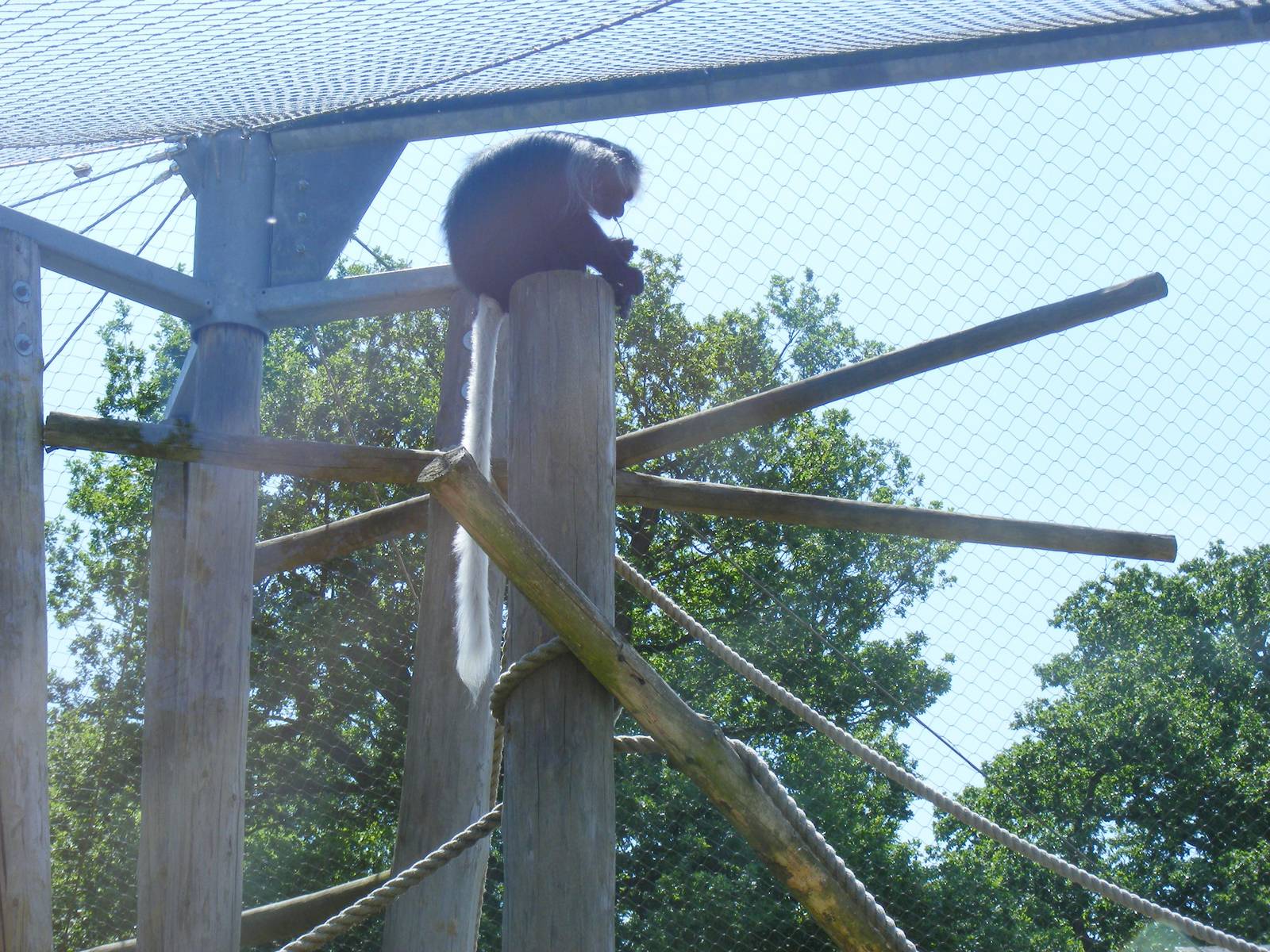 Western black and white Colobus monkey at Marwell Wildlife, 27 June 2010