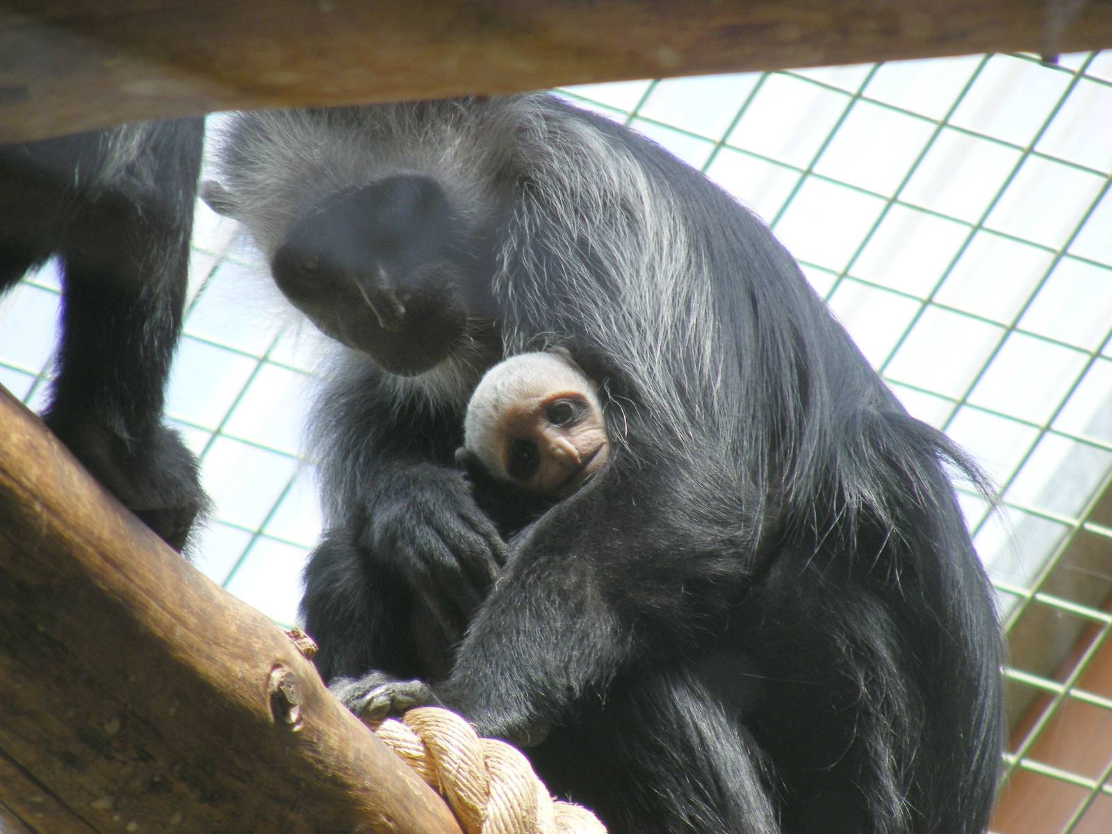 Western black and white colobus monkey with baby at Marwell Wildlife, 11 Ju