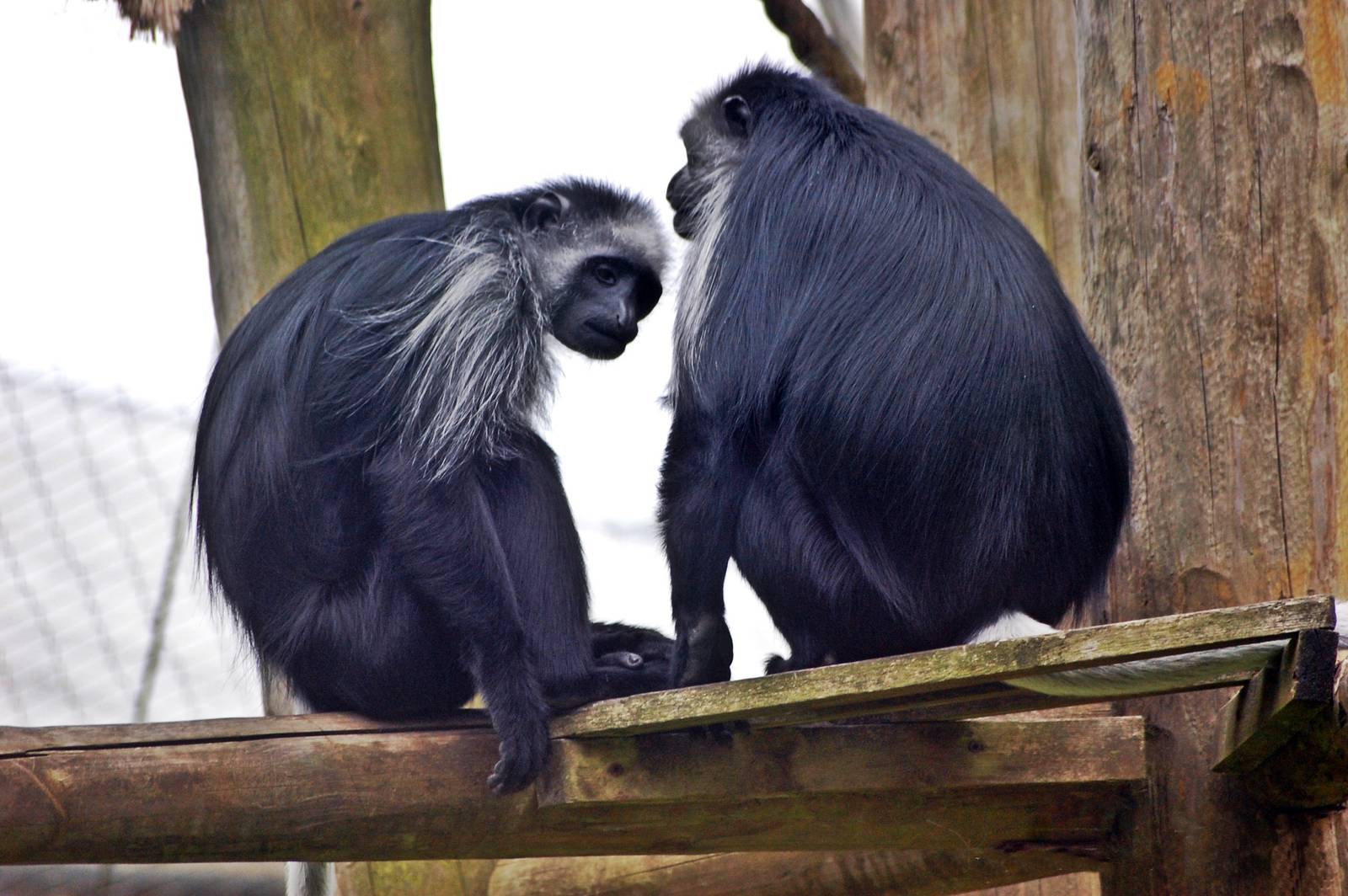 Western Black and White Colobus Monkey