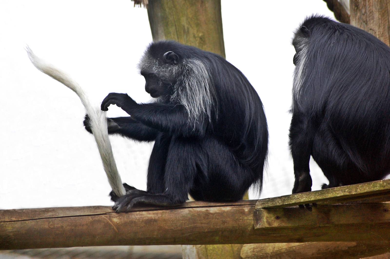 Western Black and White Colobus Monkey