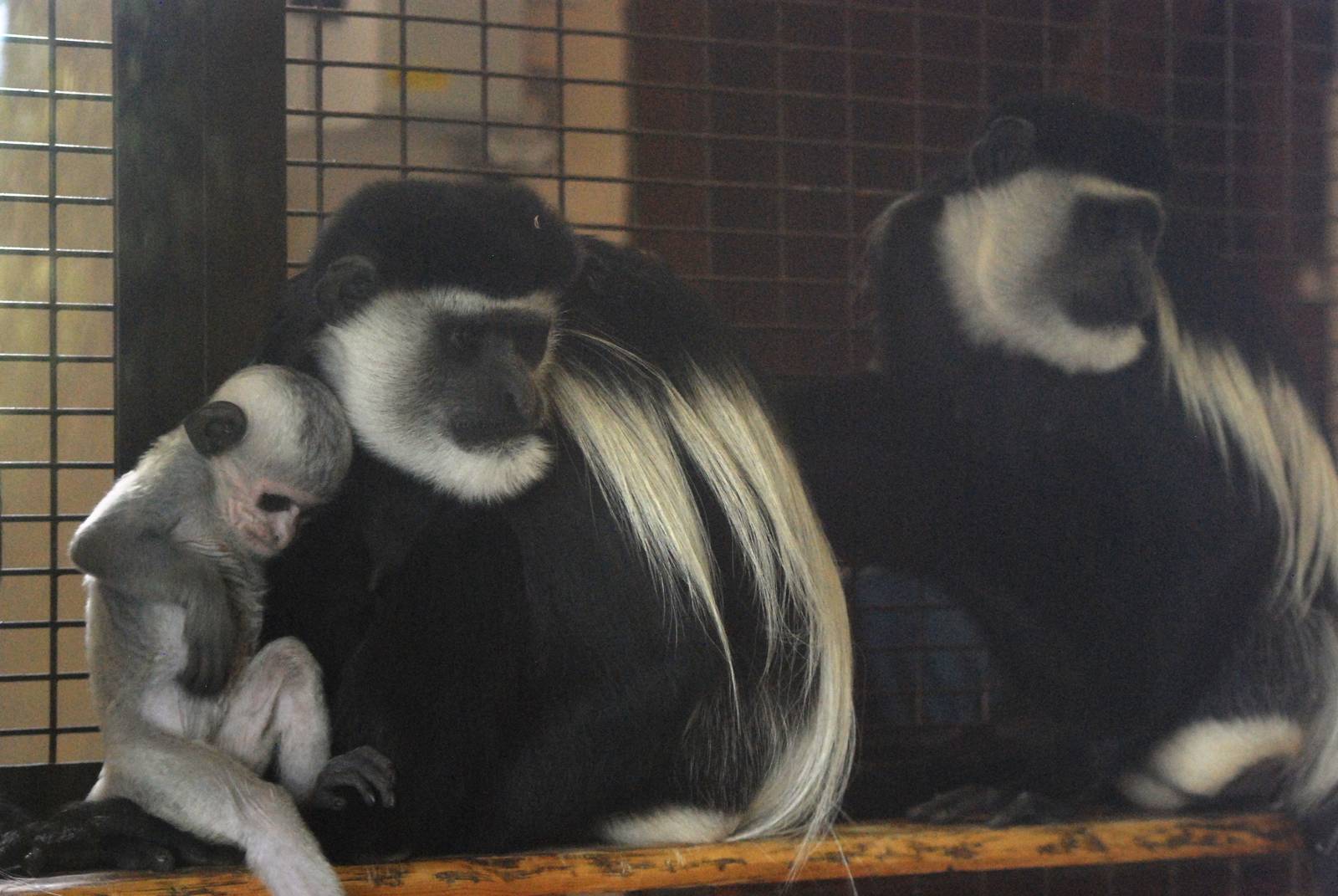 Western Black-and-White Colobus with Young at Cotswold WP, 12/05/12