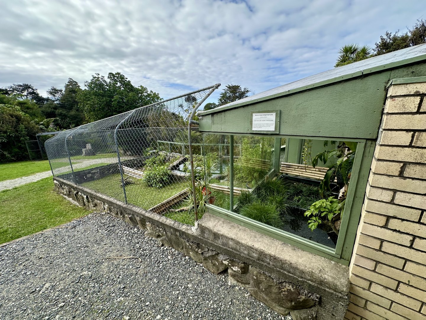 Western Black-Bridged Leaf Turtle Exhibit