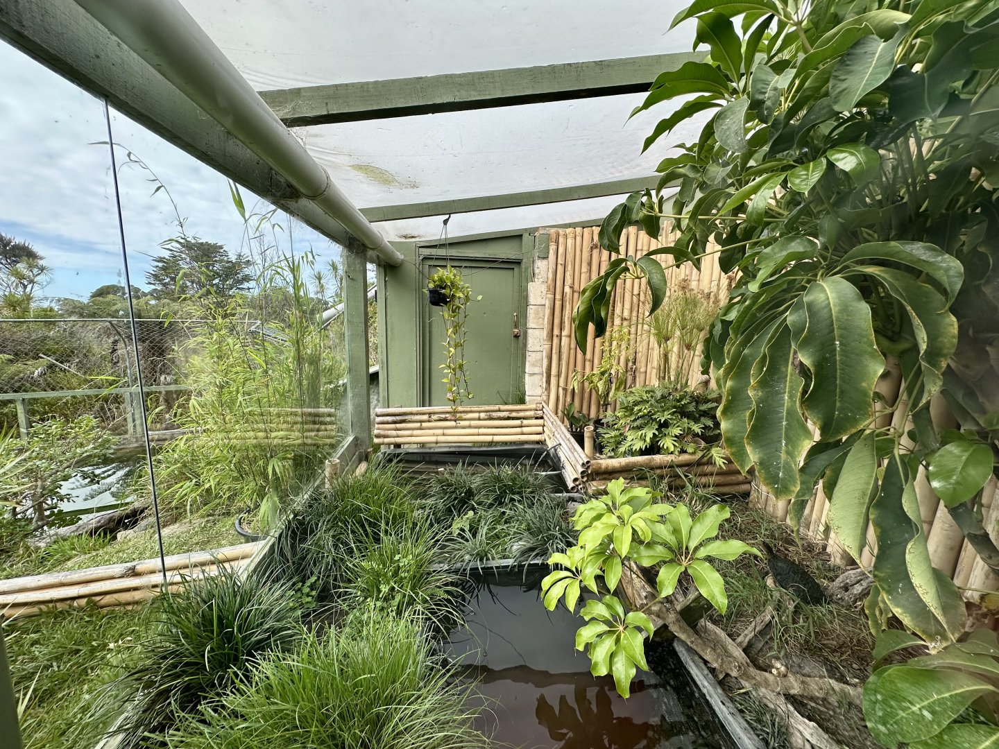 Western Black-Bridged Leaf Turtle Exhibit