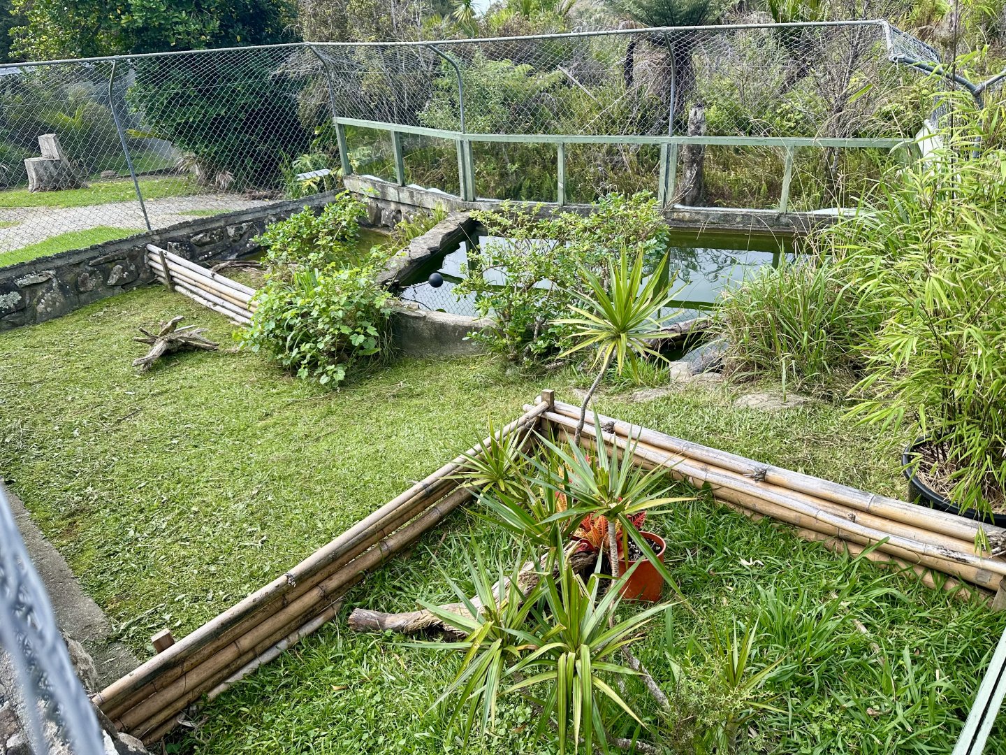 Western Black-Bridged Leaf Turtle Exhibit