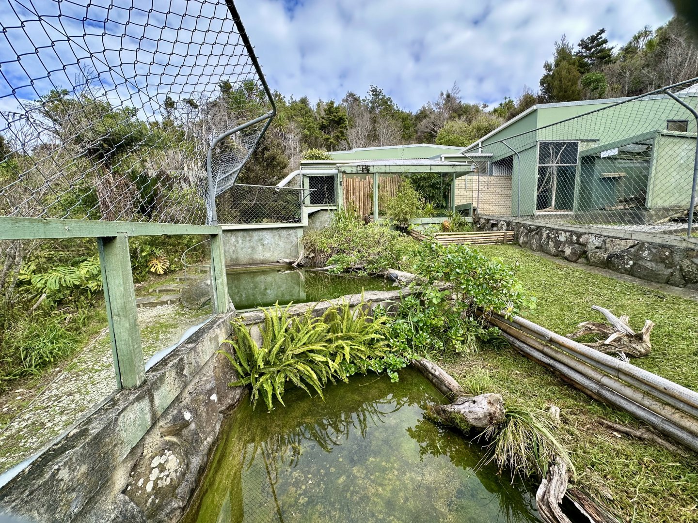 Western Black-Bridged Leaf Turtle Exhibit