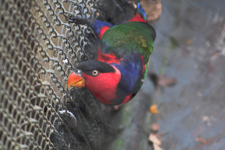 Western black-capped lory (Lorius lory lory)