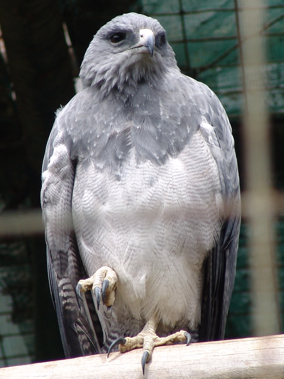 Western Black-chested Buzzard-Eagle (Geranoaetus melanoleucus australis)