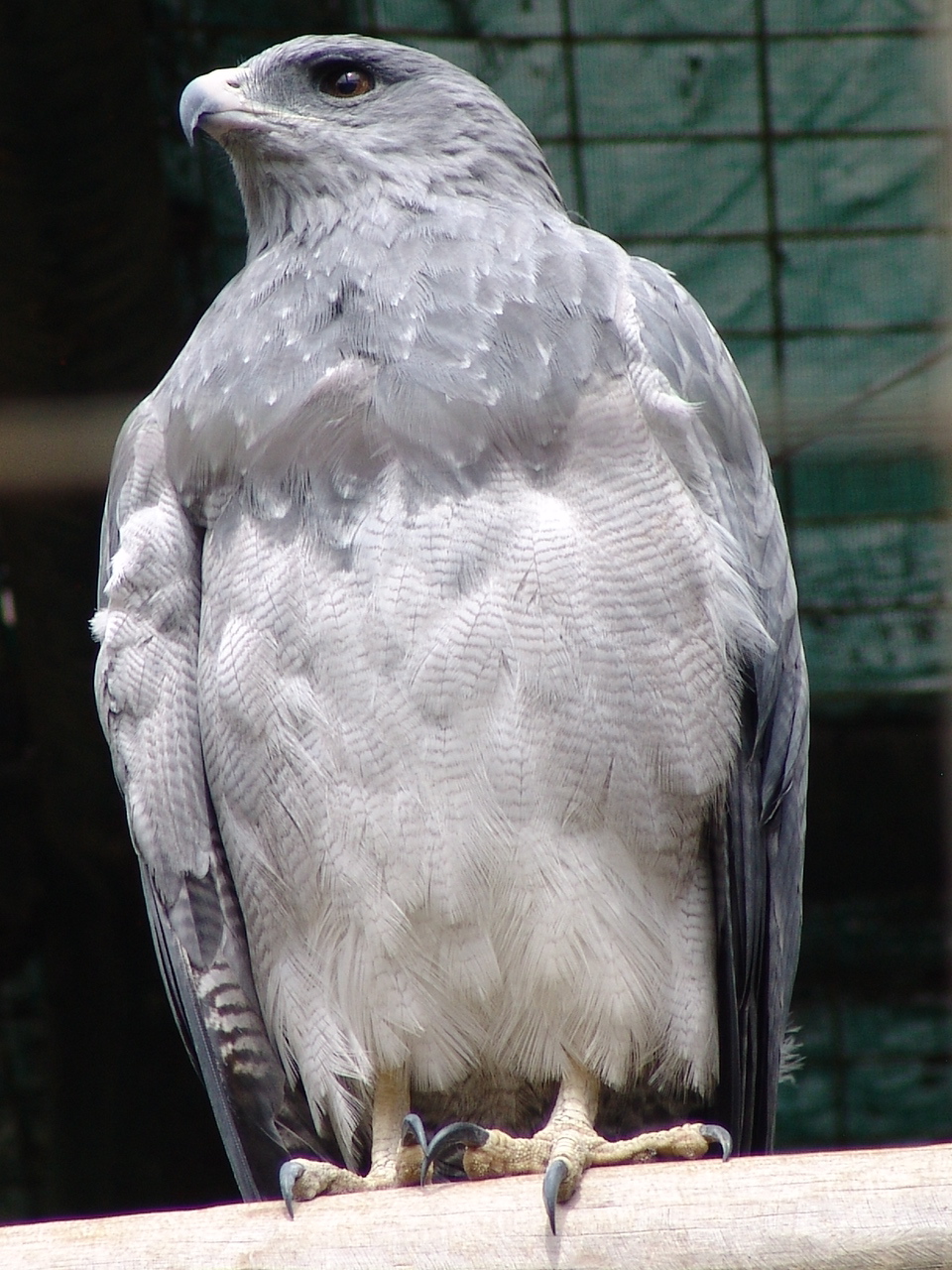 Western Black-chested Buzzard-Eagle (Geranoaetus melanoleucus australis)