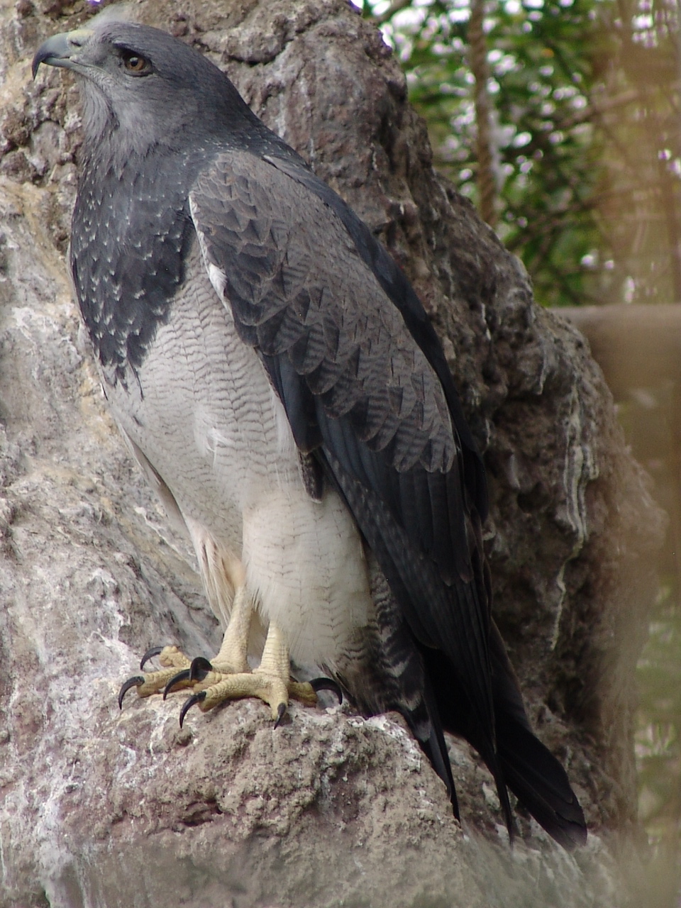 Western Black-chested Buzzard-Eagle (Geranoaetus melanoleucus australis)