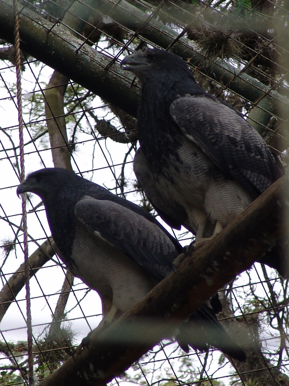 Western Black-chested Buzzard-Eagles (Geranoaetus melanoleucus australis)