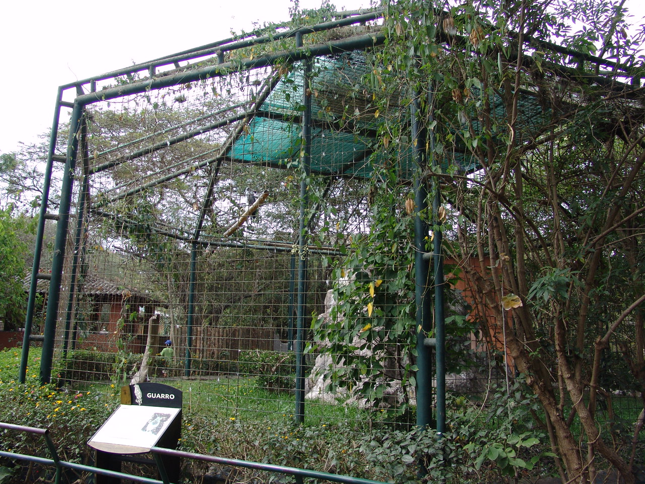 Western Black-chested Buzzard-Eagle's (Geranoaetus melanoleucus australis)