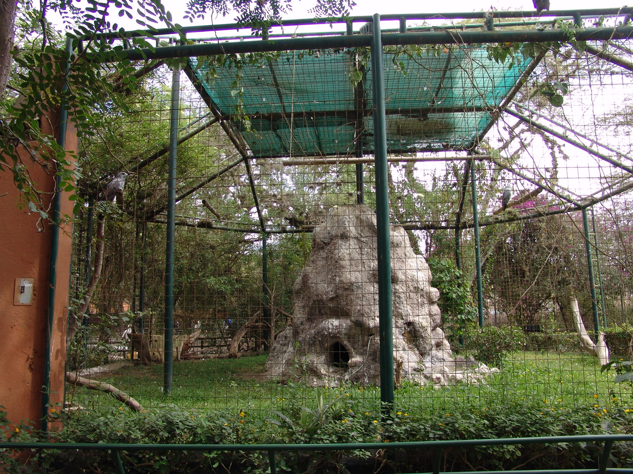 Western Black-chested Buzzard-Eagle's (Geranoaetus melanoleucus australis)