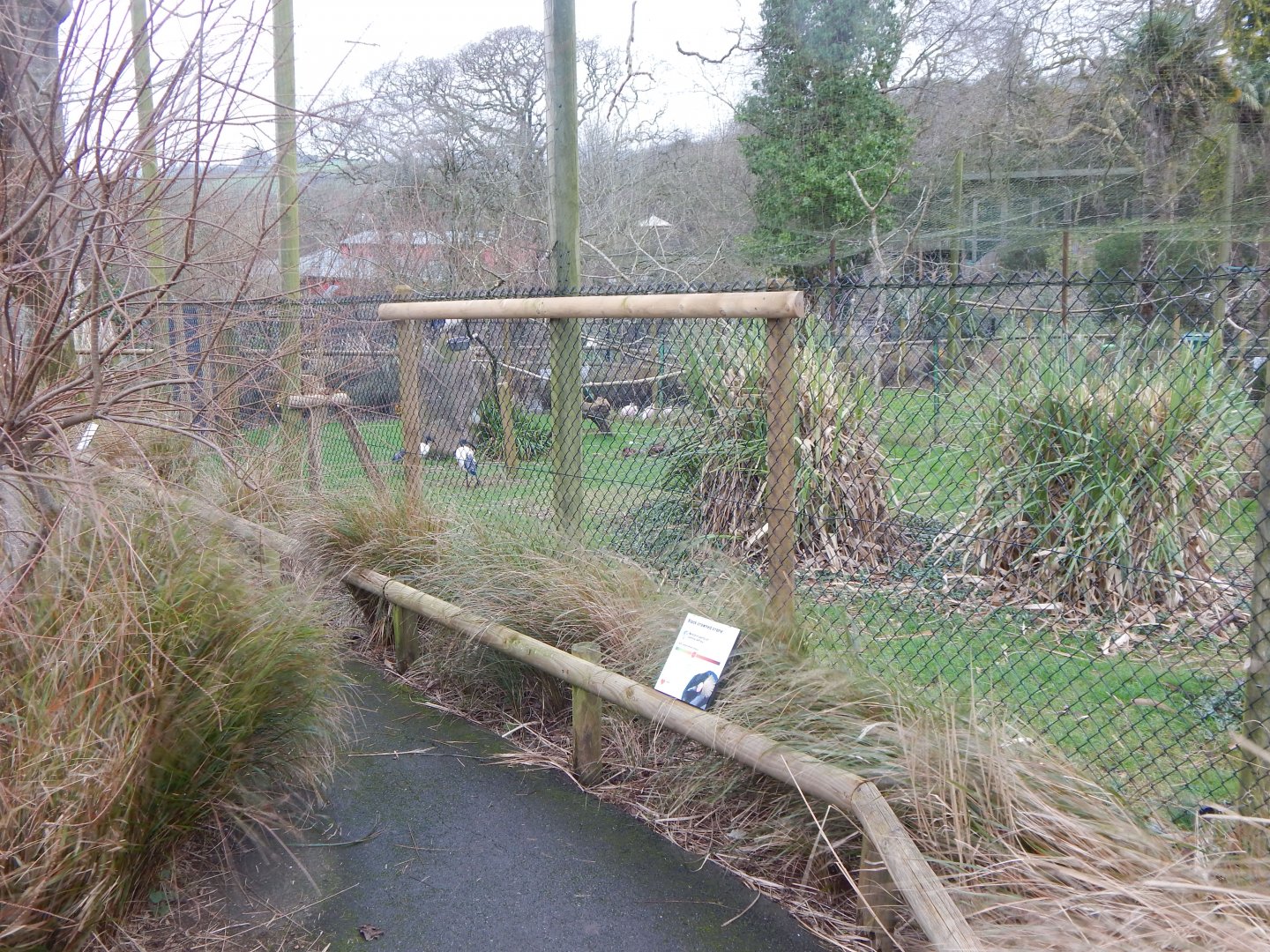 Western black-crowned crane and Sacred ibis aviary 050224