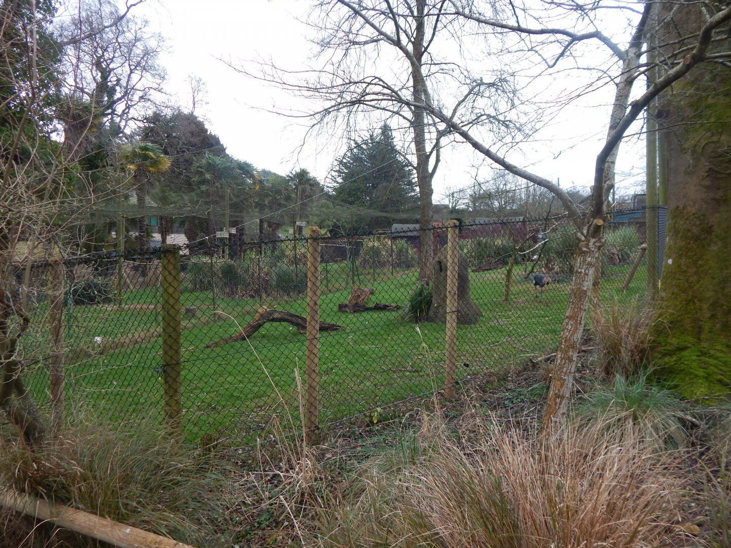 Western black-crowned crane and Sacred ibis aviary 050224