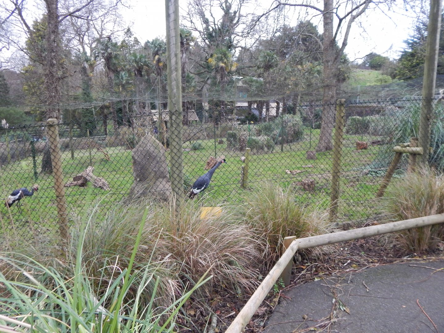 Western black-crowned crane aviary 111224