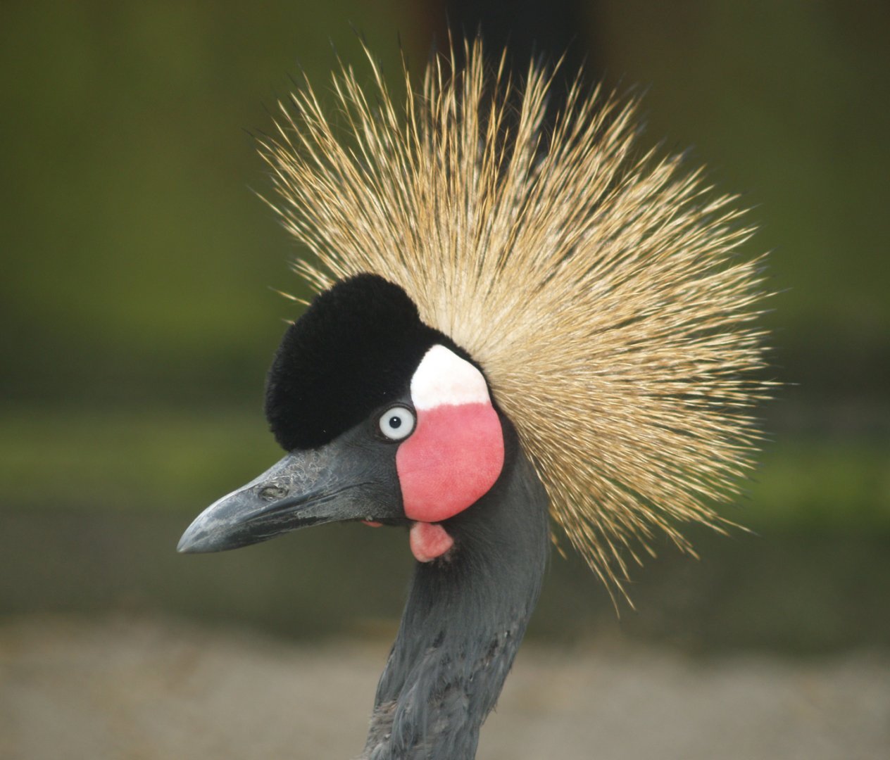 Western black-crowned crane (Balearica pavonina pavonina), 2007-09-23