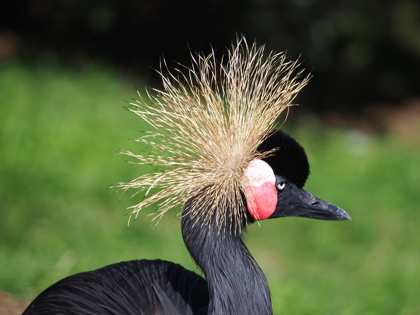 Western black-crowned crane (Balearica pavonina pavonina), 2019-09-15
