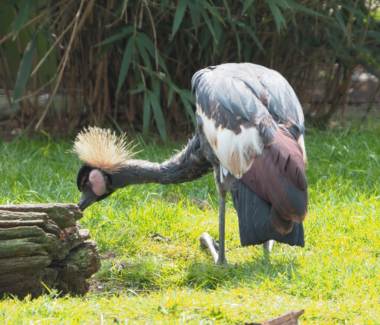 Western black crowned crane (Balearica pavonina pavonina), 2021-04-20