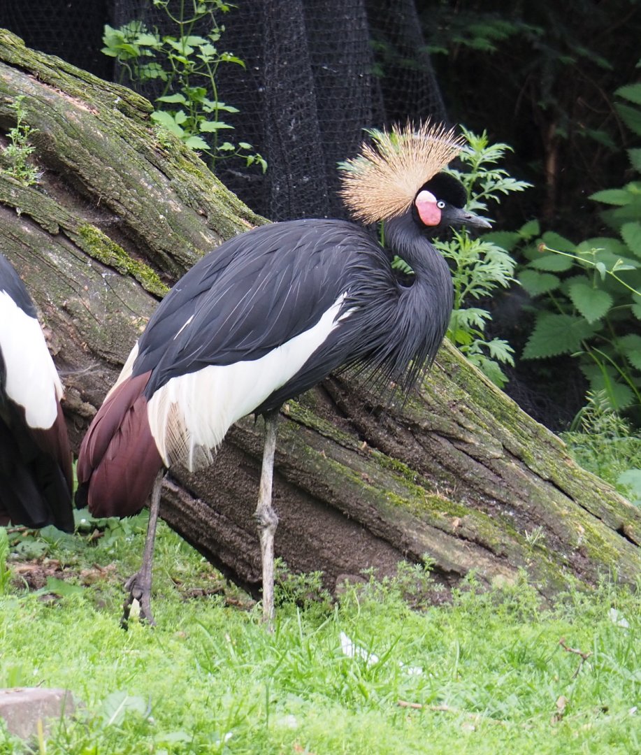 Western black crowned crane (Balearica pavonina pavonina), 2021-06-12