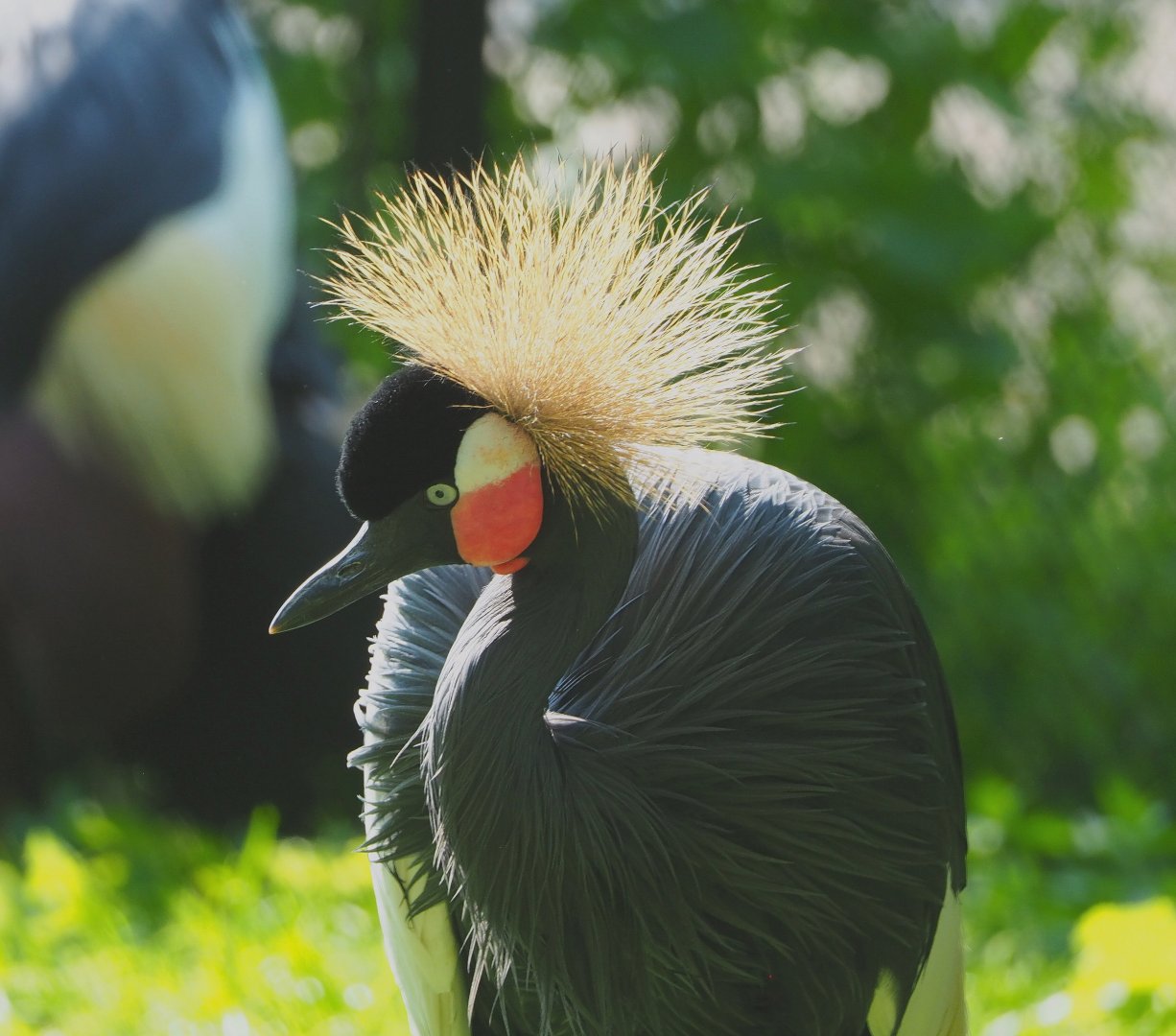 Western black crowned crane (Balearica pavonina pavonina), 2021-07-20