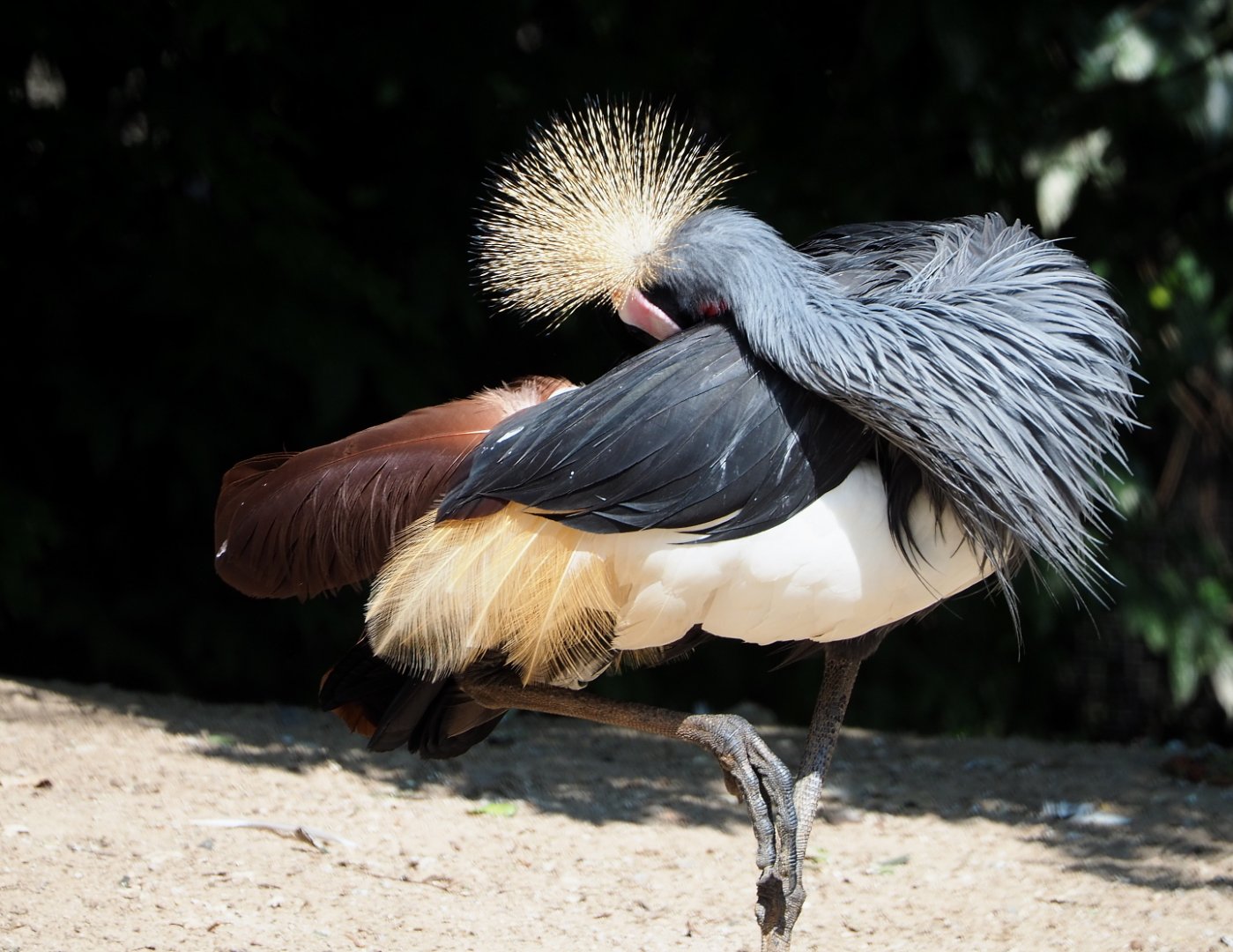 Western black-crowned crane (Balearica pavonina pavonina), 2021-09-02