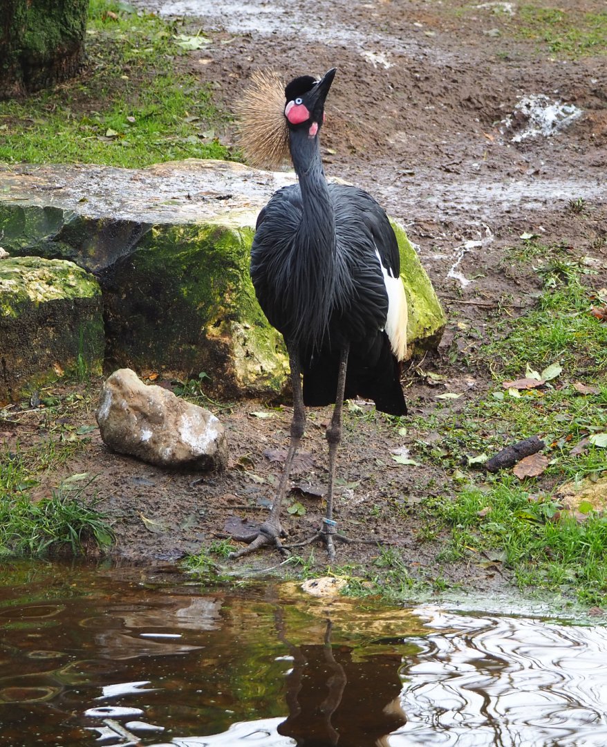 Western black-crowned crane (Balearica pavonina pavonina), 2021-12-07