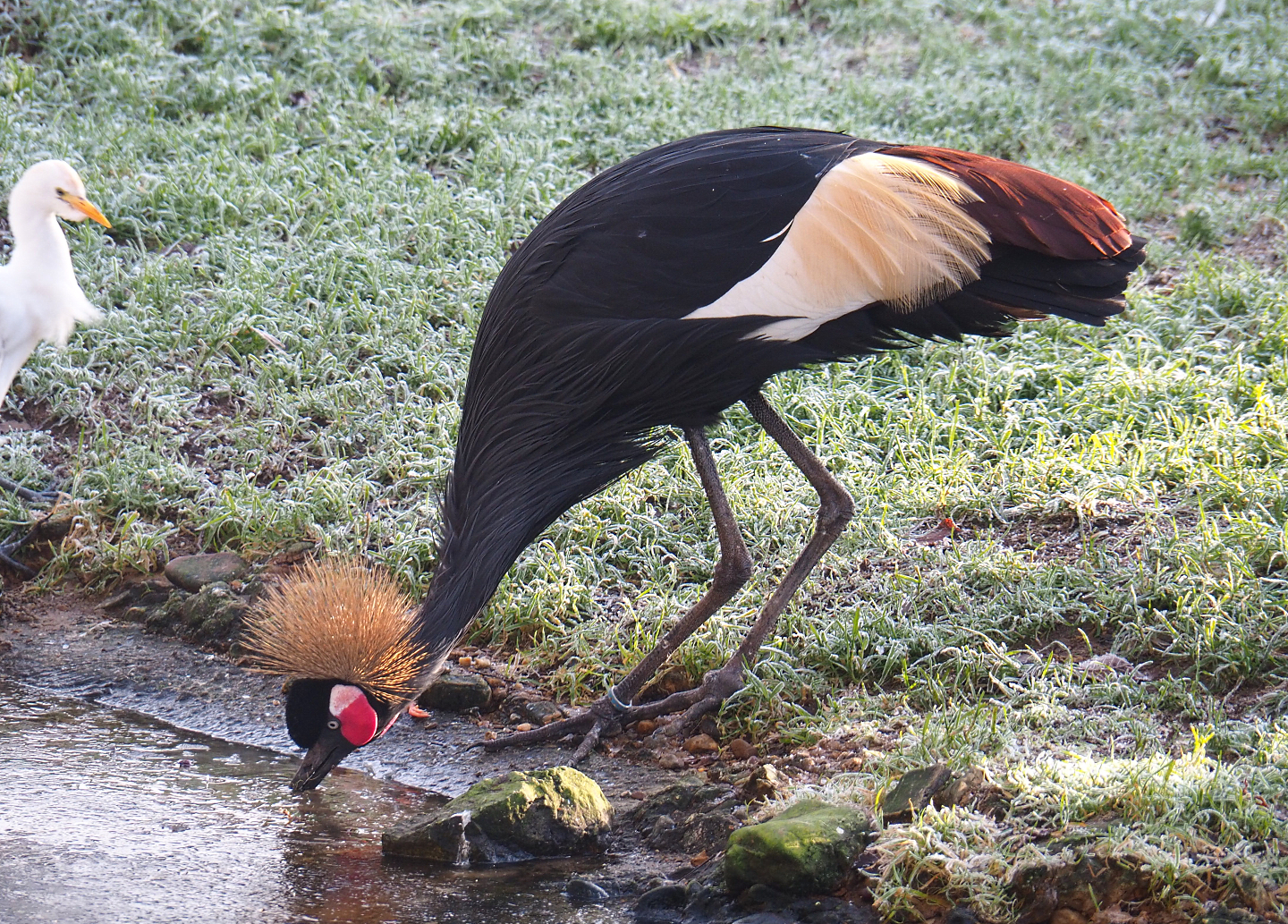 Western black crowned crane (Balearica pavonina pavonina), 2021-12-22