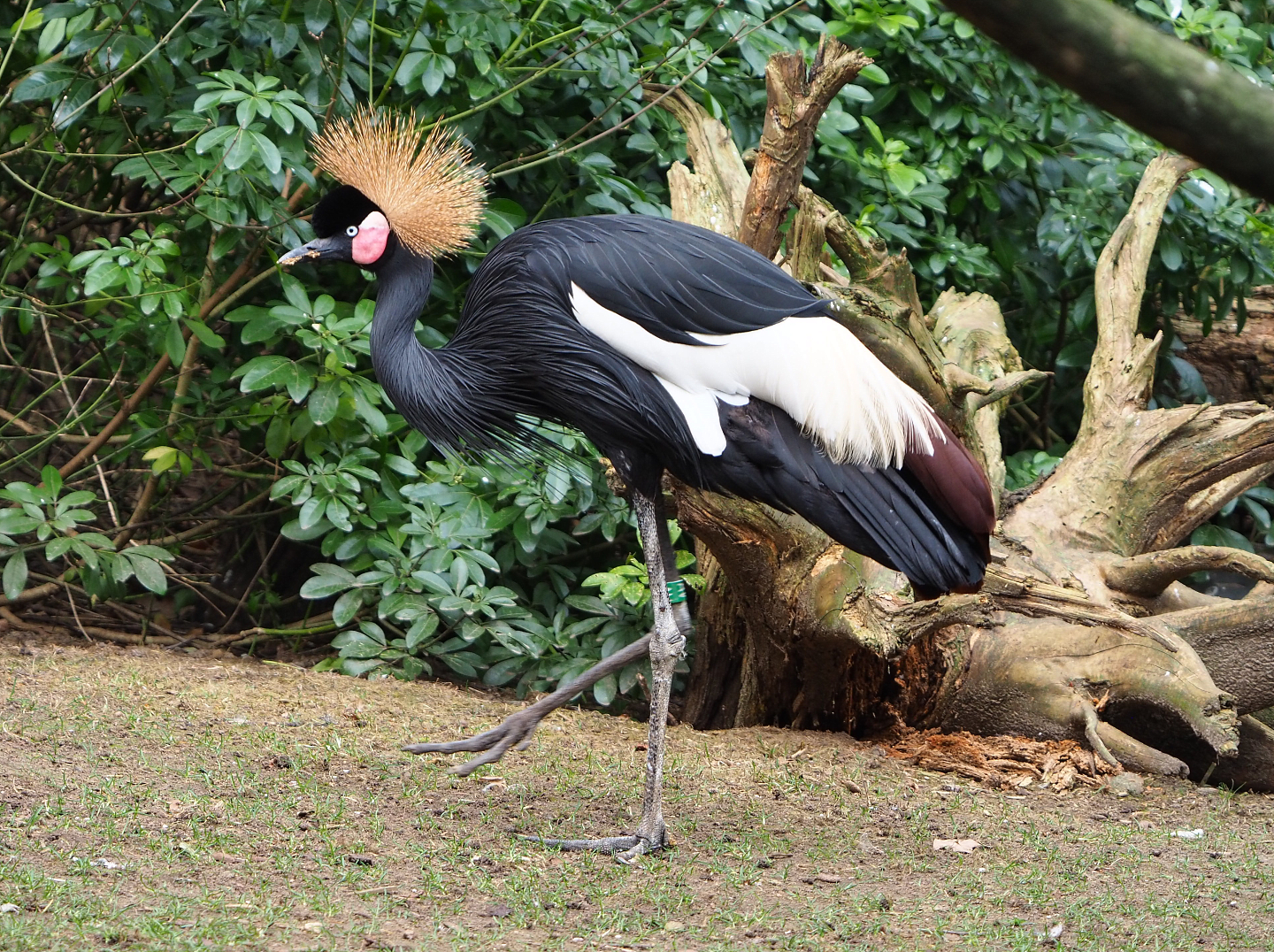 Western black-crowned crane (Balearica pavonina pavonina), 2022-03-16