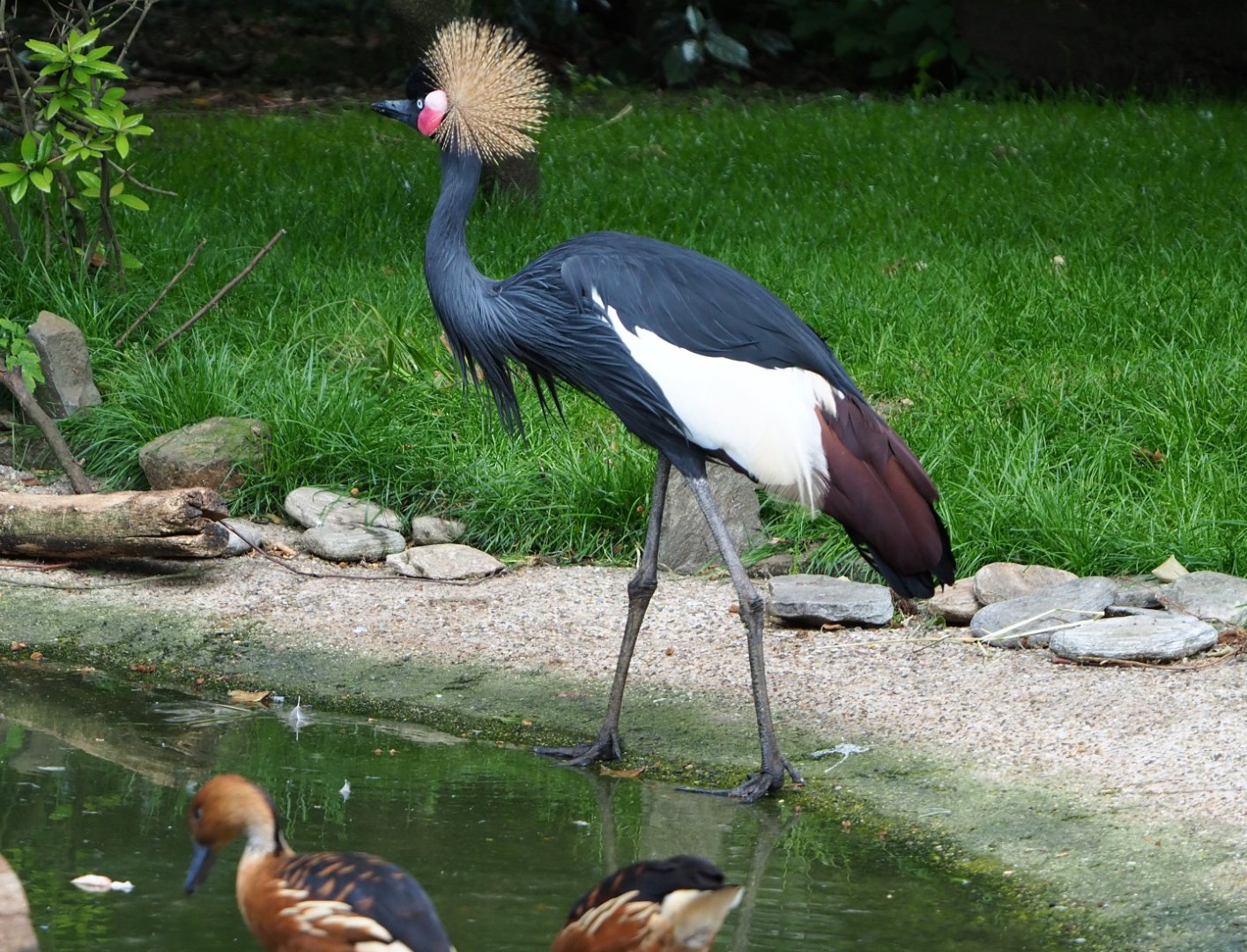 Western black-crowned crane (Balearica pavonina pavonina), 2022-05-26