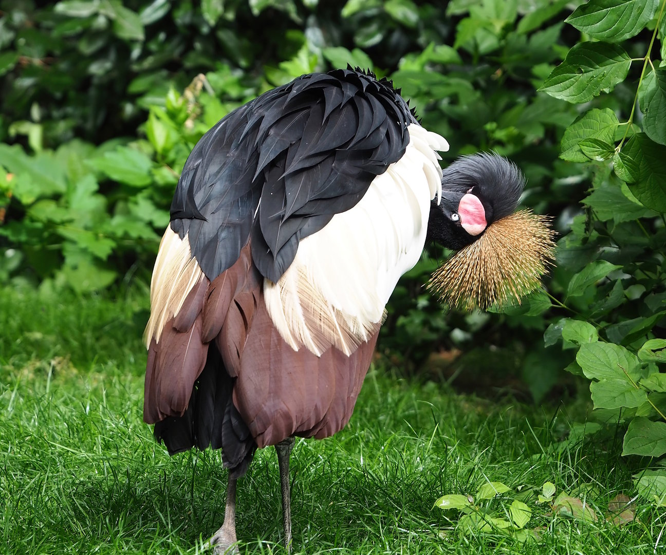 Western black crowned crane (Balearica pavonina pavonina), 2022-07-10