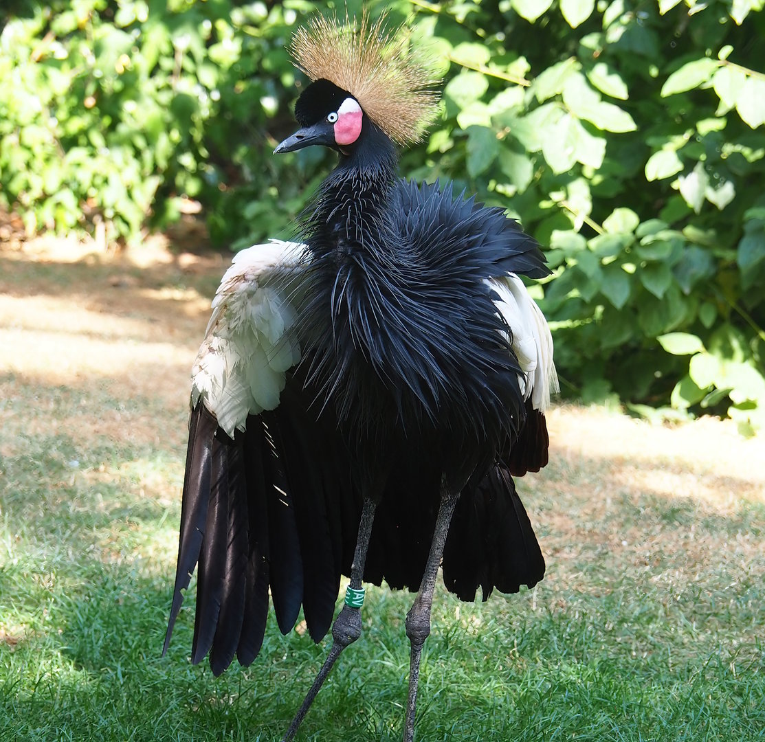 Western black-crowned crane (Balearica pavonina pavonina), 2022-08-16