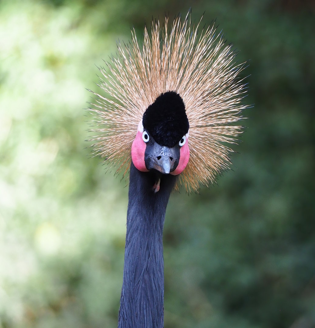 Western black crowned crane (Balearica pavonina pavonina), 2022-09-04
