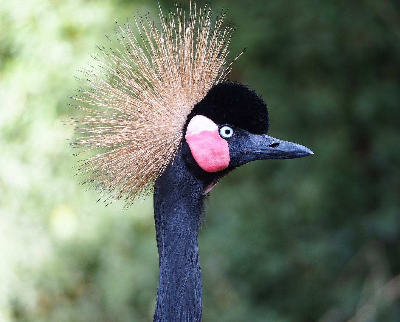 Western black crowned crane (Balearica pavonina pavonina), 2022-09-04