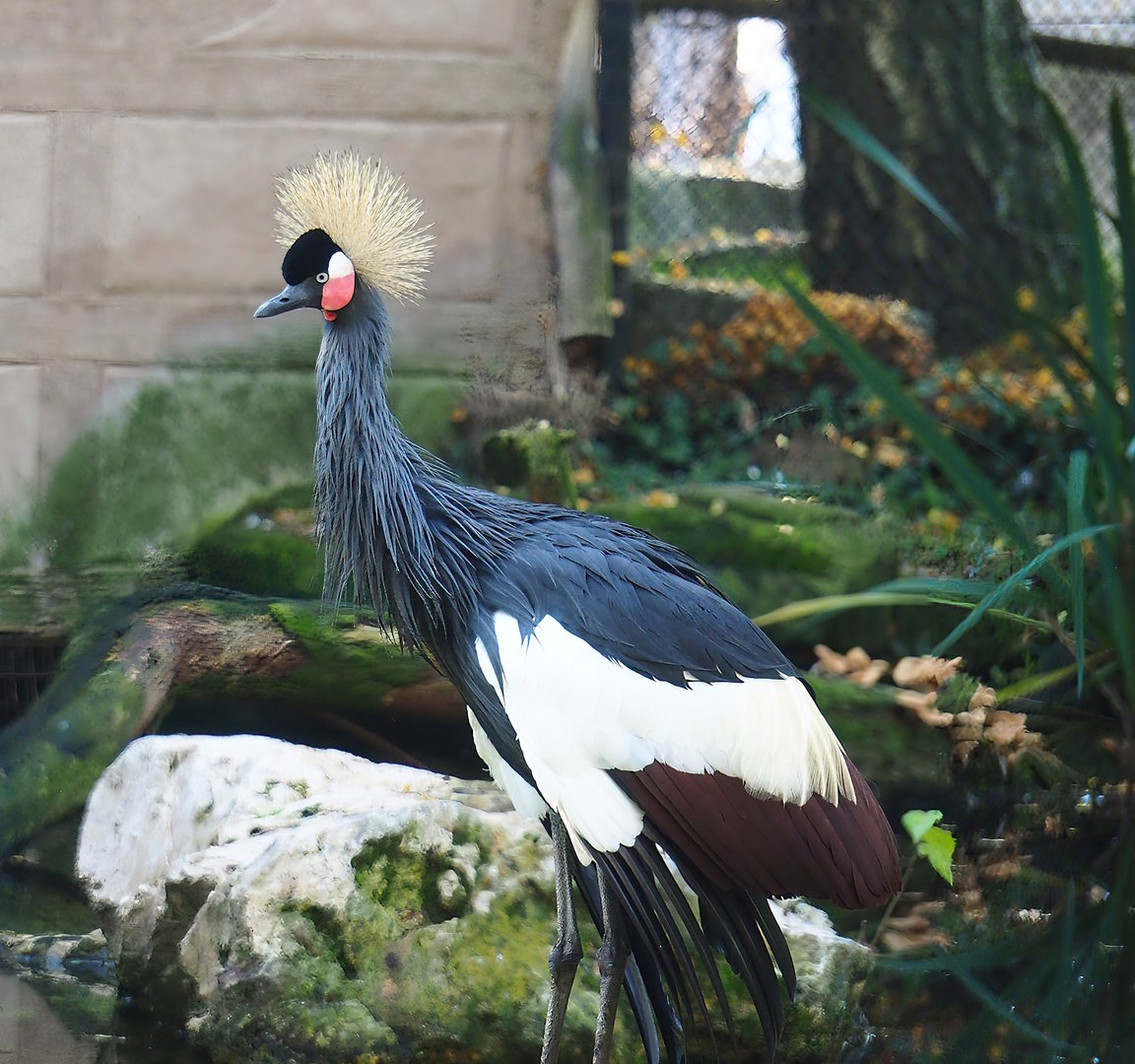 Western black crowned crane (Balearica pavonina pavonina), 2022-10-19