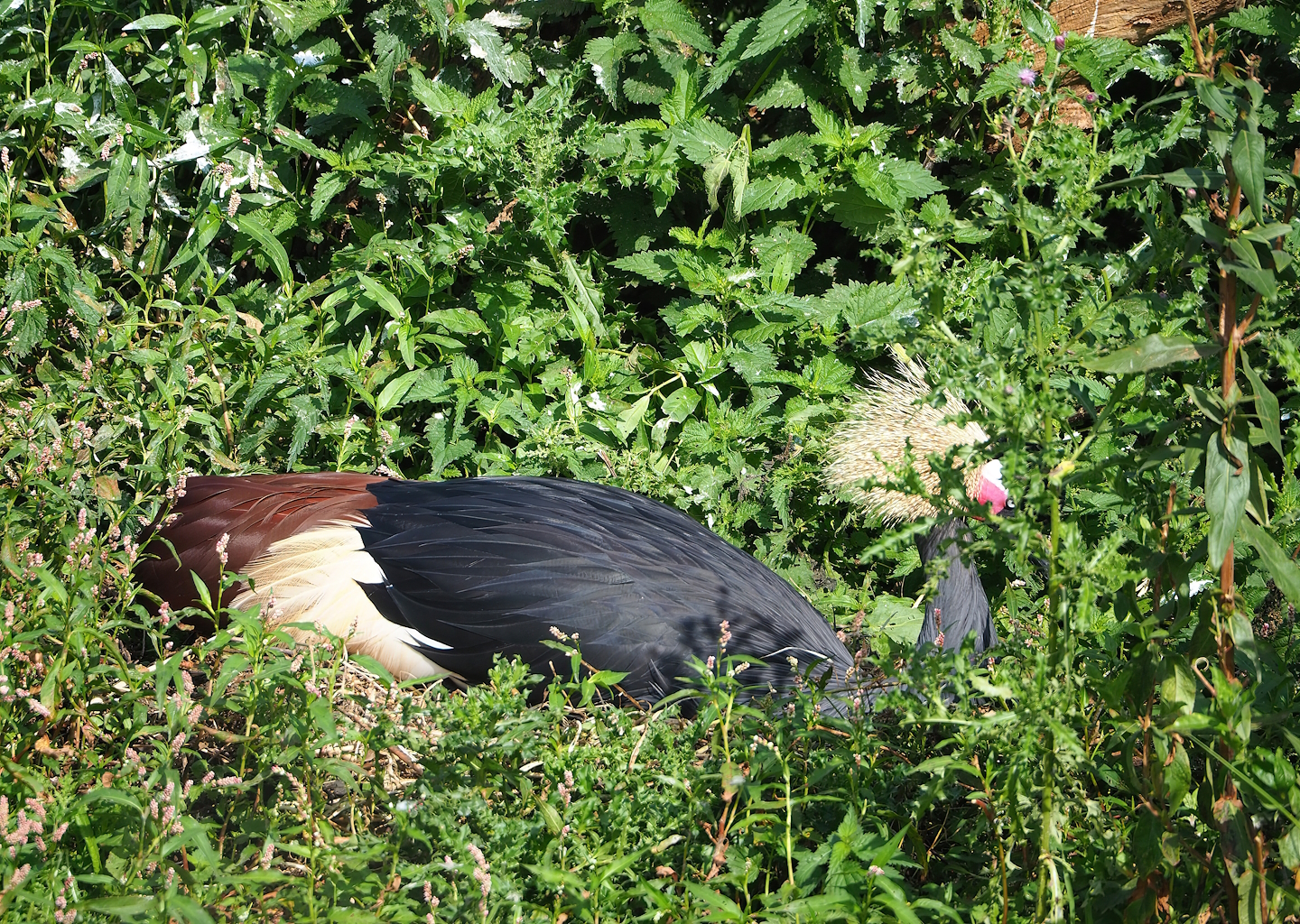 Western black crowned crane (Balearica pavonina pavonina), 2023-08-15
