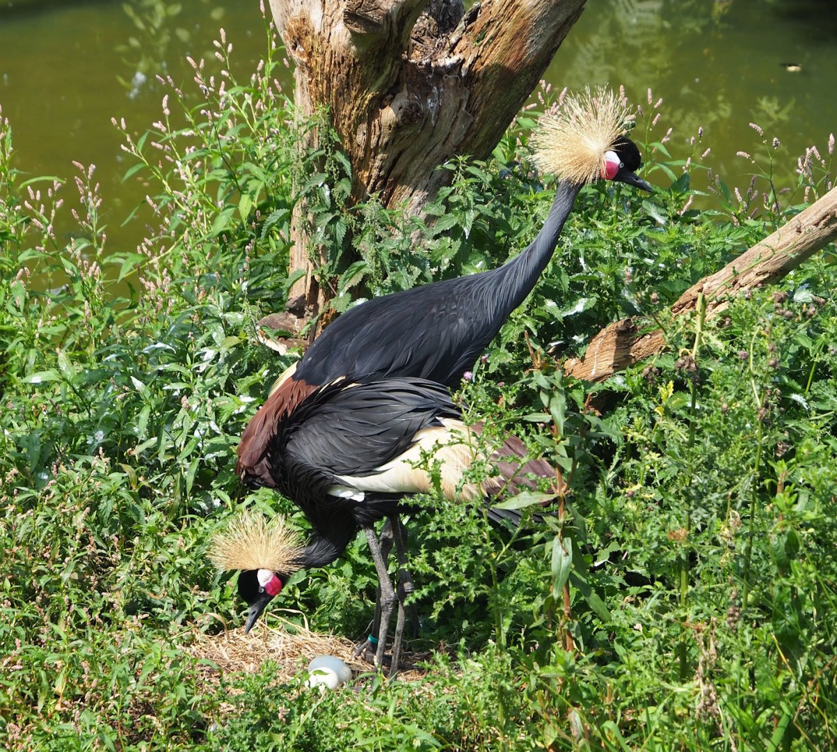 Western black crowned crane (Balearica pavonina pavonina), 2023-08-15