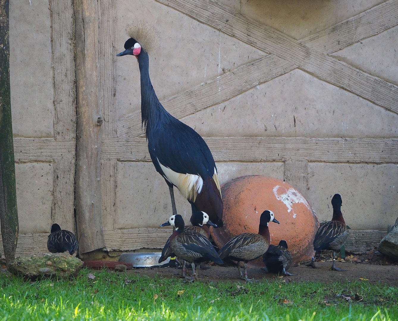 Western black crowned crane (Balearica pavonina pavonina) and White-faced whistling ducks (Dendrocygna viduata), 2022-11-12