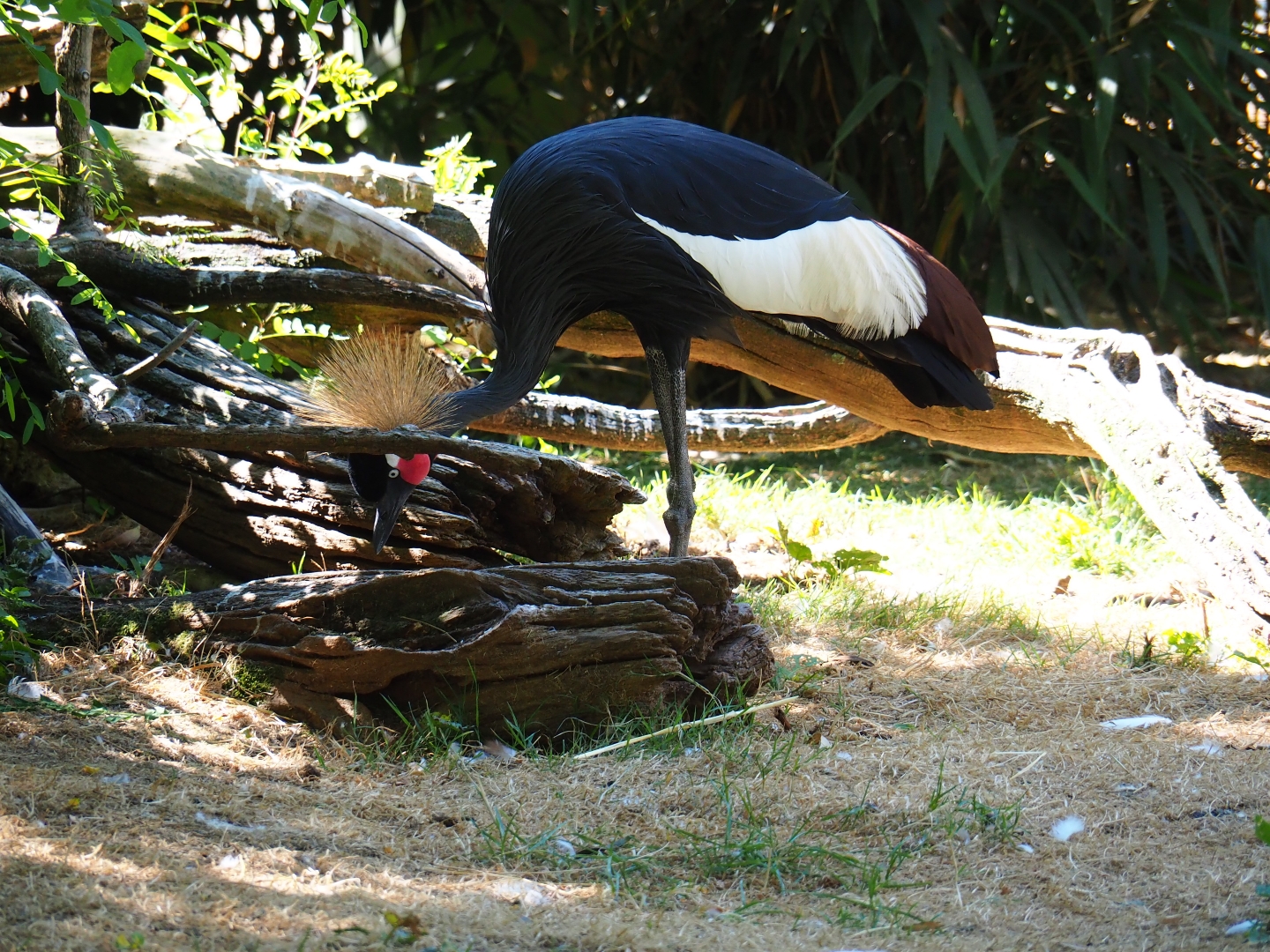 Western black-crowned crane (Balearica pavonina pavonina)