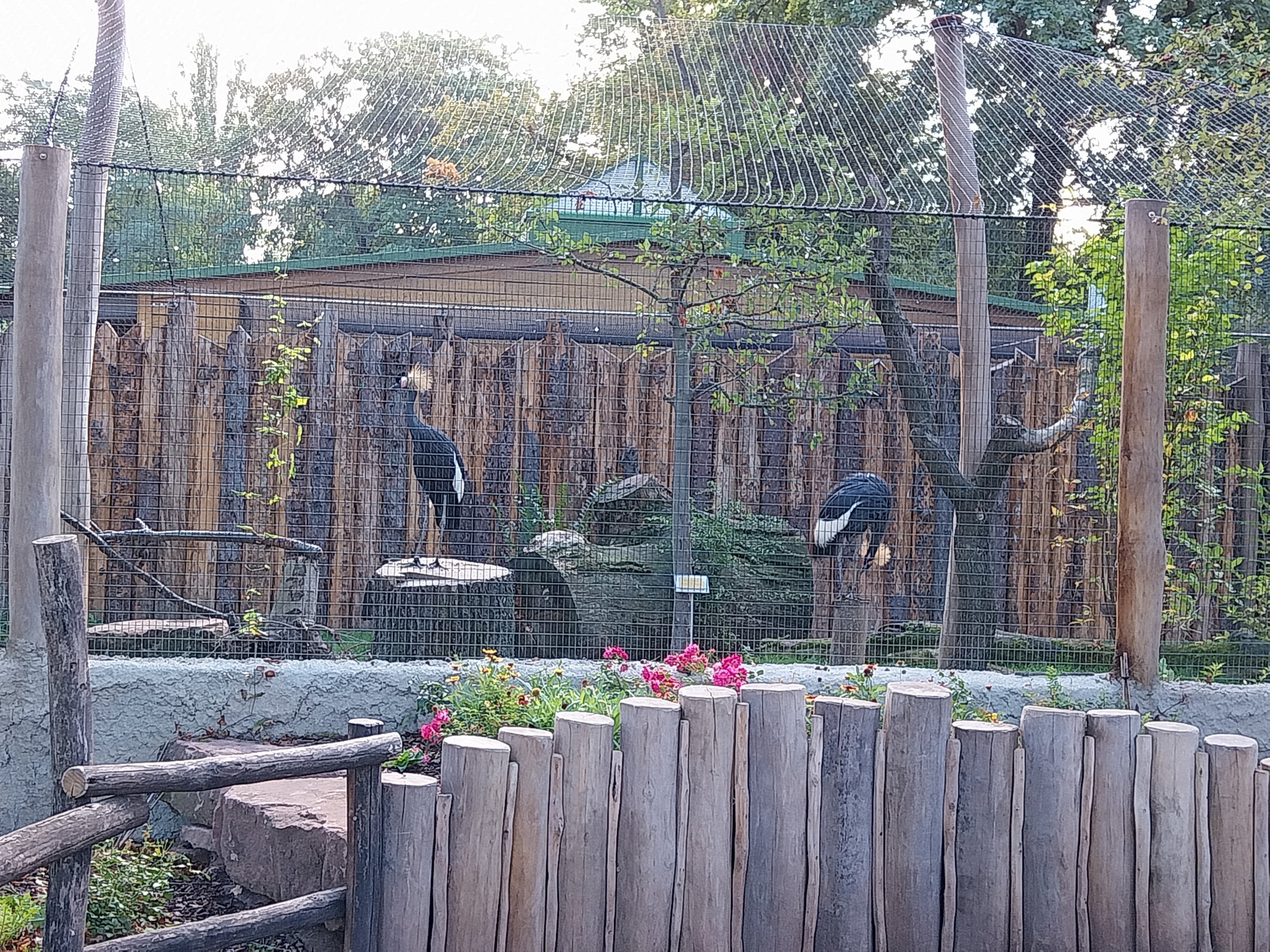 Western Black-crowned Crane (Balearica pavonina pavonina)