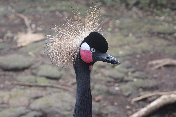 Western black-crowned crane (Balearica pavonina pavonina)