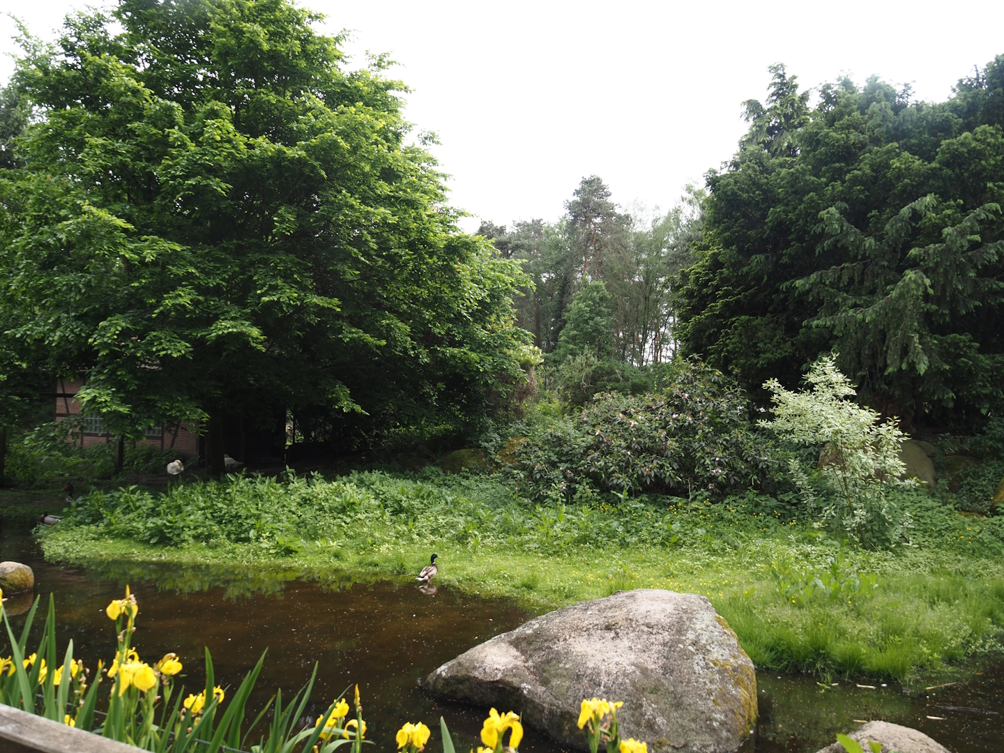 Western black crowned crane exhibit (Home to whistling swans at the time of my visit), 2024-05-21