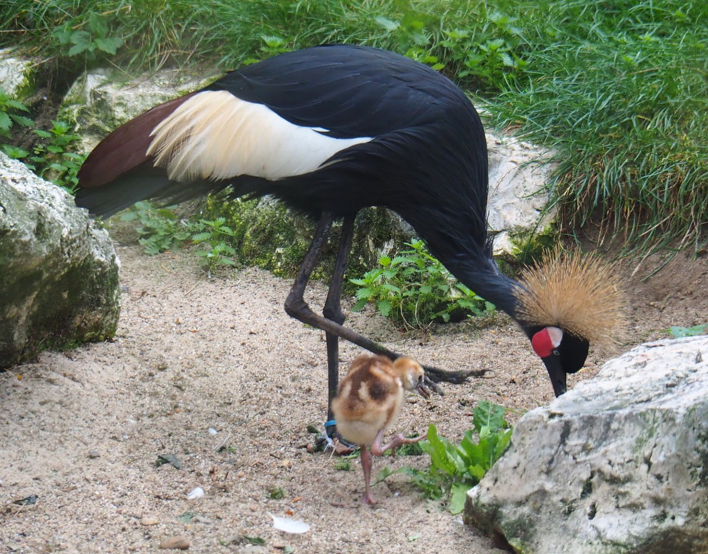Western black crowned crane with chick (Balearica pavonina pavonina), 2020-10-19