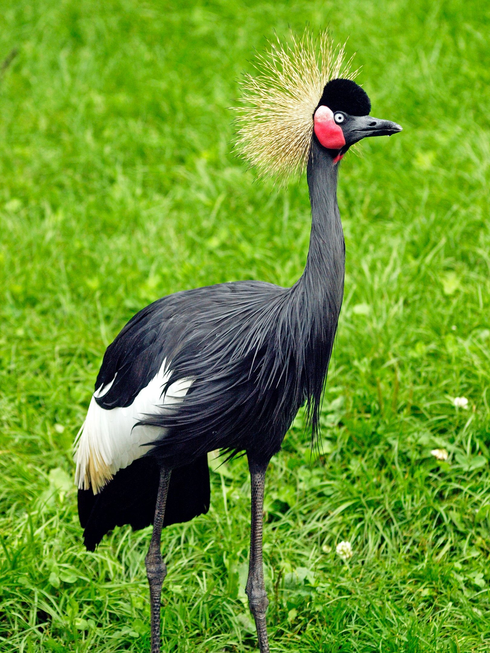 Western black-crowned crane