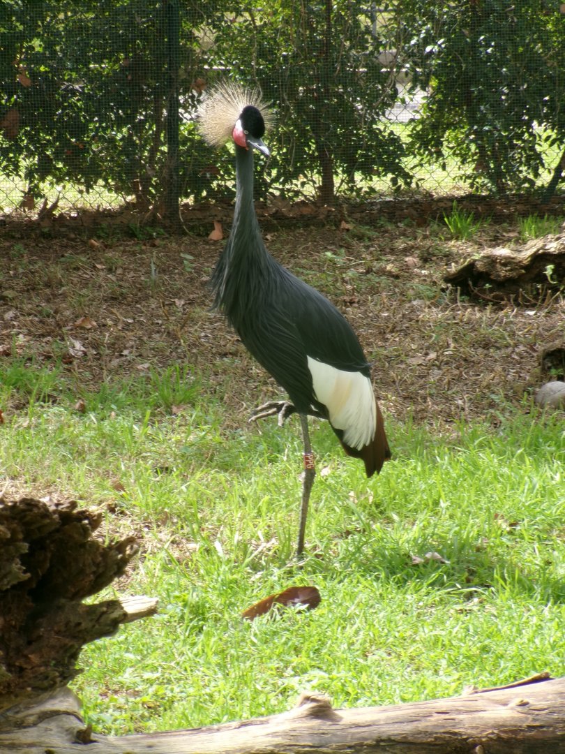 Western black crowned crane