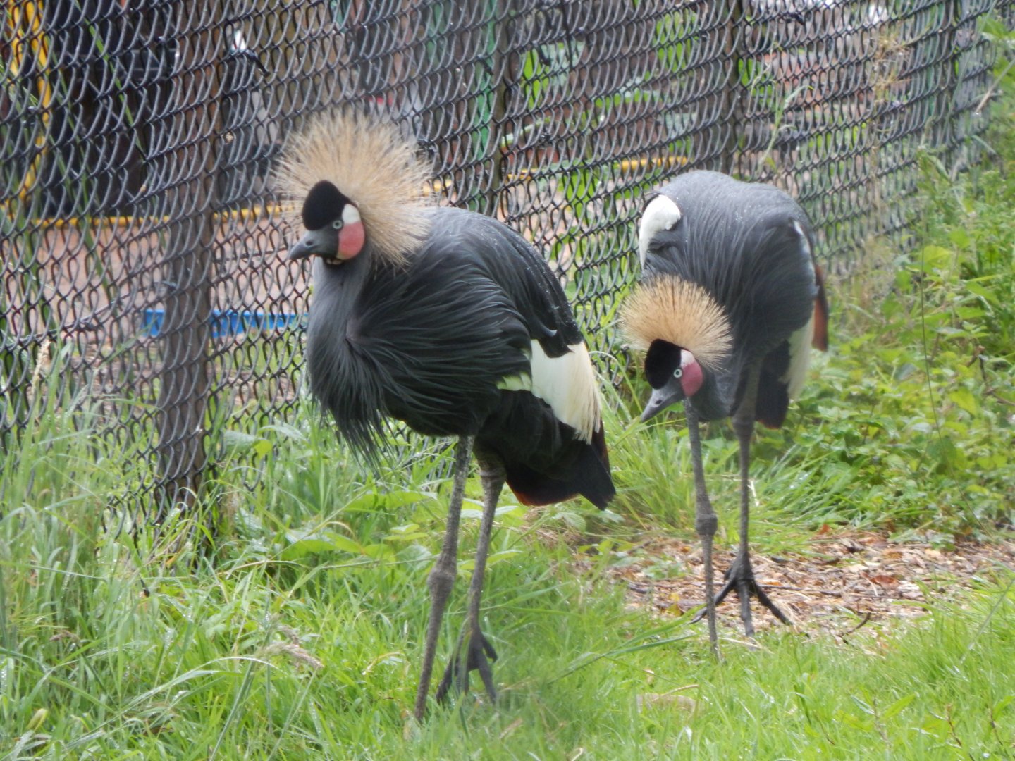 Western black crowned cranes 130624