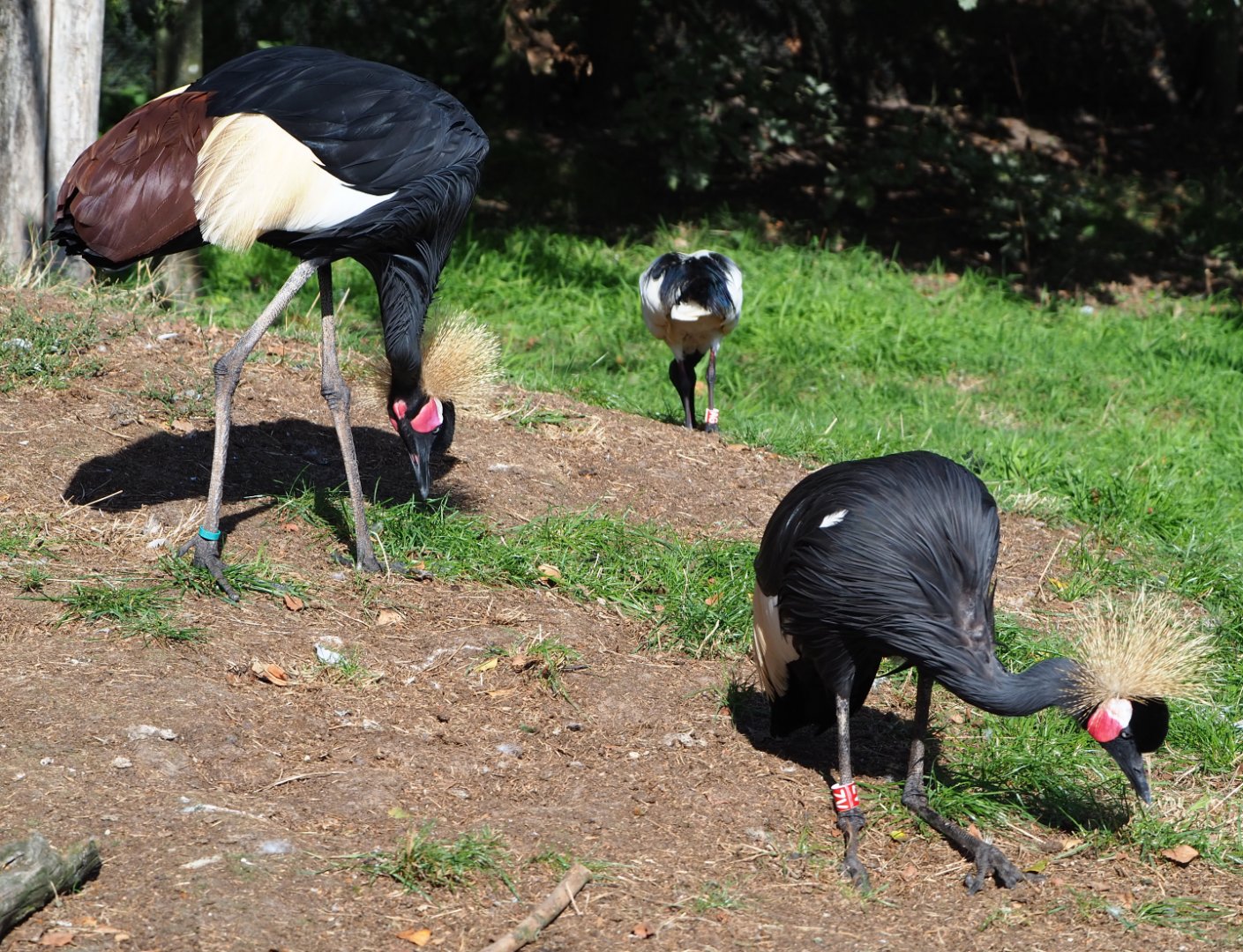 Western black crowned cranes (Balearica pavonina pavonina), 2019-09-15