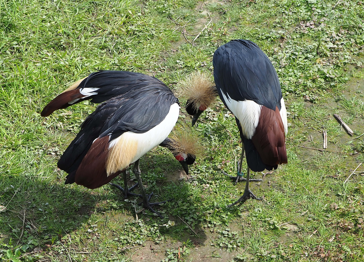 Western black crowned cranes (Balearica pavonina pavonina), 2022-06-12
